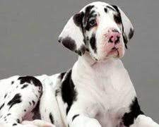 The great dane was originally bred to hunt swine, but they probably wouldn't be superb at it today. Great Dane Club Of America