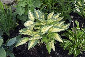 They are an excellent perennial for the shade border. The 19 Best Hosta Varieties For A Shady Yard Gardener S Path