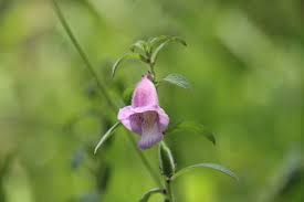 Image result for Sesamum radiatum