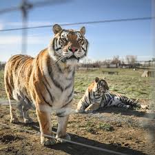 Except for the latter three, these species are able to roar. After Tiger King Law Proposed To Protect Big Cats The New York Times