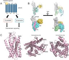 Structural Understanding of Peptide-Bound G Protein-Coupled Receptors:  Peptide–Target Interactions | Journal of Medicinal Chemistry