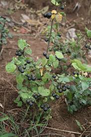 Image result for Solanum memphiticum