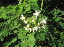 Image result for Tessmannia