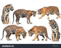 Bengal Tiger Isolated Collection On White Background Bengal Tiger Tiger Photography Japanese Tiger