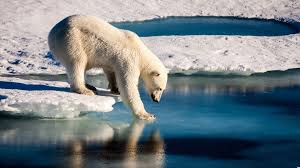 Newsela What Are Climate And Climate Change In 2020 Polar Bear Polar Bear Video Arctic Sea