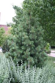 Vanderwolf's pyramid pine is recommended for the following landscape applications; Pine Limber Nebraska Forest Service