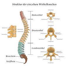 Wirbelsaule Die Anatomie Und Funktion Dr Christopoulos