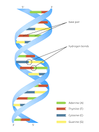 Dna achieves this feat of storing, coding and transferring biological information though its unique structure. What Is Dna Facts Yourgenome Org