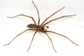 How long can a spider go without eating? Giant House Spider Naturespot
