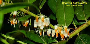 Image result for Agarista