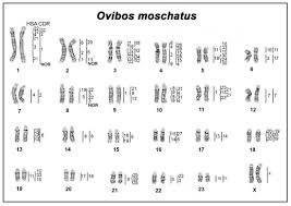 Chromosome number the thing is little tricky. Genes Free Full Text Comparative Chromosome Mapping Of Musk Ox And The X Chromosome Among Some Bovidae Species Html