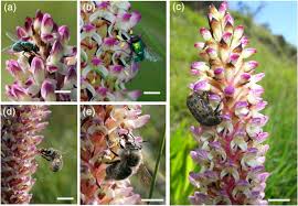 Image result for Disa fragrans