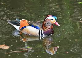 Telor bebek ini ada yang berwarna putih tetapi umumnya berwarna biru muda. Bebek Mandarin Air Berwarna Warni Bebek Unggas Air Cantik Danau Tema Hewan Mandarin Duck Hewan Margasatwa Pxfuel