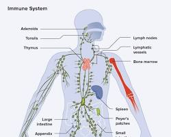 Immune system diagram