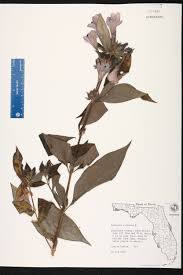 Image result for Barleria sp. D (near holubii)