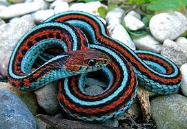 Electric Blue San Francisco Garter Snake Snake Pretty Snakes Pet Birds
