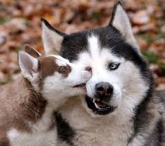 متن جایگزین