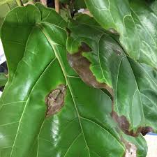 It's been about 2 months now that some leaves are since then most of the leaves have developed black marks and i unfortunately cut them off. Diagnosing And Treating Root Rot In Fiddle Leaf Figs Plant Care Tips And More La Residence