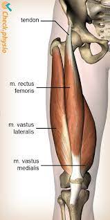 Tendon length varies in all major groups and from monkey to person. Rectus Femoris Tendinopathy Physio Check