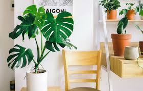 La decoración de salas pequeñas tiene que estar pensada con mucho cuidado y planificación, después de todo, las dimensiones del espacio están limitadas y no hay lugar para cometer errores. Plantas De Interior Para Decorar Tu Sala Que Son Resistentes Rsvponline