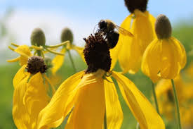 Allyson?s flowers new england west virginia local florist delivery wv Pollinator Plants For Northern New England Gardens Fact Sheet Extension