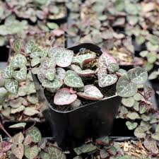 Image result for Ceropegia stenifolia
