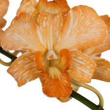 Orange Dendrobium Orchids Dendrobium Orchids Orchids Beautiful Orchids