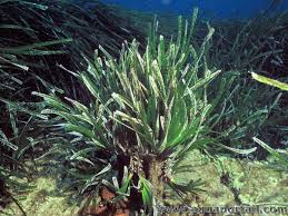 Posidonia Oceanica Posidonie Oceanique Posidonie De Mediterranee
