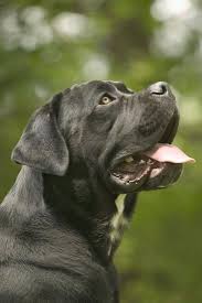 With their breeder, waiting for you! Cane Corso Italian Mastiff Side View Of Head Photographic Print Art Com