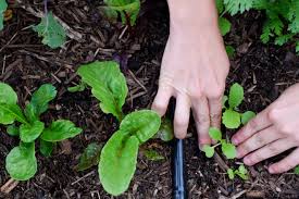Do this for vegetables like beetroot, carrot, parsnip, and potato. How To Thin Vegetable Seedlings