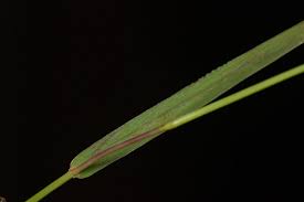 Image result for Digitaria scalarum