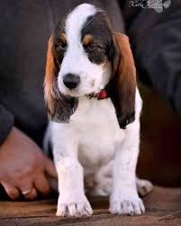 Image result for velký vendéeský hrubosrstý honič