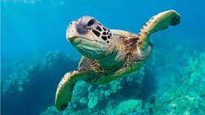 How Do Turtles Survive Underwater Bbc Science Focus Magazine