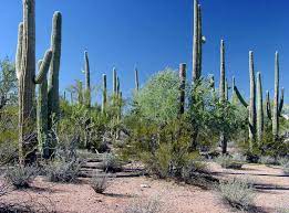 (botany) any member of the family cactaceae, a family of flowering new world succulent plants suited to a hot. Ironwood Forest