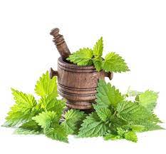 De unde se poate achizitiona. Urzica Urtica Dioica