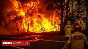 ในวิจัยของ ศ.ดิคแมน อธิบายว่าตัวเลขนี้พูดถึงจำนวนสัตว์ที่ได้รับผลกระทบ ไม่ใช่ที่กำลังตายเพราะไฟป่าโดยตรง ใช้วิธีการ. à¹à¸à¸ à¸²à¸­à¸­à¸ªà¹à¸à¸£à¹à¸¥ à¸¢ à¸§ à¸à¸¤à¸à¹à¸«à¸ à¸ à¹à¸à¸²à¸à¸¥à¸²à¸à¸ à¸à¸ 2 à¸£ à¸à¹à¸à¹à¸¥ à¸§à¸à¸§ à¸² 30 à¸¥ à¸²à¸à¹à¸£ à¸ à¸à¹à¸ à¸à¸¥à¸²à¸à¸ à¸ à¹à¸¥ à¸§ Bbc News à¹à¸à¸¢