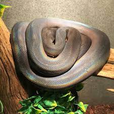 Richard Allen On Instagram White Lipped Pythons Beautiful Iridescence Even In Shed At Reptile Rapture Www Reptilerapture Net W White Lips Python Iridescent