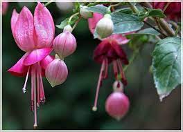 Caring For Fuchsias Elegant Flowers For Your Balcony Or Terrace Gardening On