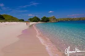 Besides being famous around the world as the habitat of the world's largest lizard , i.e. The Pink Sand Beach Of Komodo Island Dunia Baru