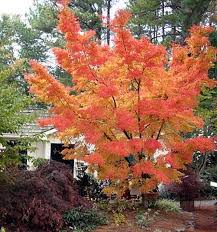 Dwarf japanese maple tree height. Grobe S Nursery And Garden Centre Japanese Maples