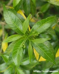 Image result for Tabernaemontana ventricosa