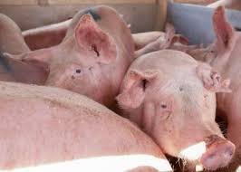 Go directly to the quick menu. Schokkende Beelden Van Stalbrand In Nederweert Animal Rights Organiseert Wake Animal Rights