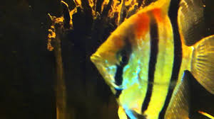 En dat is niet voor niets want met hun typerende vorm en prachtige kleuren is een maanvis een aanwinst in je aquarium. Maanvis Red Back Youtube