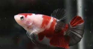 Baiklah, langsung saja simak artikel menarik tentang bagaimana cara. Penyebab Ikan Cupang Jantan Tidak Mau Membuat Gelembung