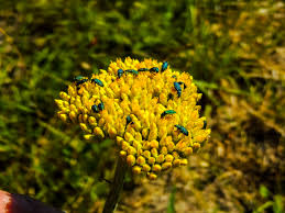 Image result for Helichrysum cephaloideum