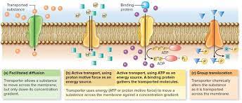 Cellular Transport Active Transport Biology Passive Transport Teaching Projects
