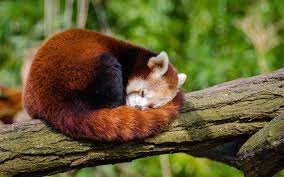 Download Wallpapers Red Panda 4k Sleeping Panda Bears Wildlife Cute Bear Pandas Ailurus Fulgens Besthqwallpapers Com Red Panda Animals Panda Wallpapers