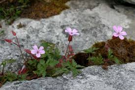 I believe this herb can be a valuable addition for every herb robert is a supreme, therapeutic herb. Geranium Robertianum Herb Robert Identification Distribution Habitat