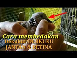 Saat masih anakan seperti ini, anda mungkin akan melihat saat bulu burung kenari belum tumbuh, biasanya bentuk kepala kenari jantan terlihat lebih datar dan pipih, sementara kepala kenari betina lebih bulat. Review Cara Membedakan Derkuku Dekukur Jantan Dan Betina How To Distinguish A Dove Youtube