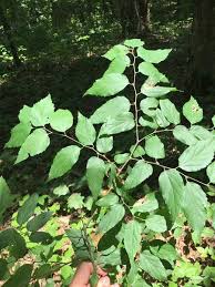 Image result for Celtis